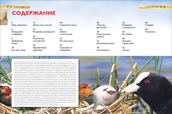 Животные. Детская энциклопедия — изображение 2