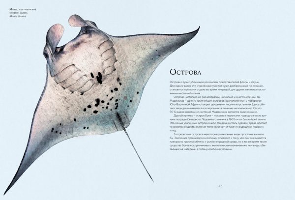 Ротери Б. Океан и его обитатели — изображение 4