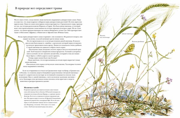 Стефан Каста, Май Фагерберг "Книга злаков и трав" — изображение 3
