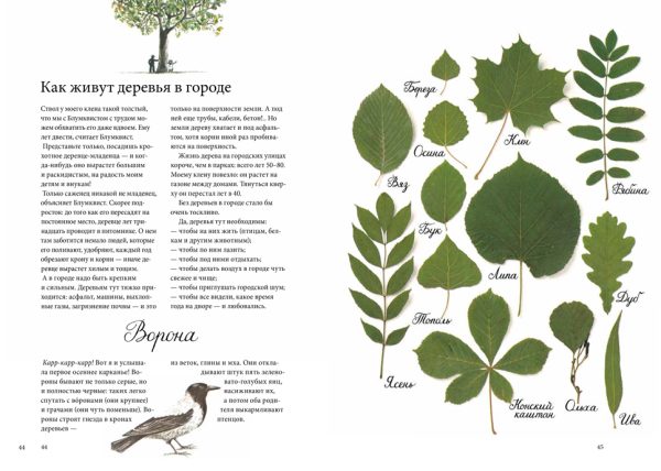 Кристина Бьорк, Лена Андерсон. Календарь Линнеи — изображение 5