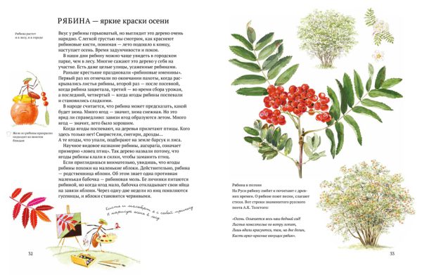 Стефан Каста, Бу Мосберг. Софи в мире ягод — изображение 5