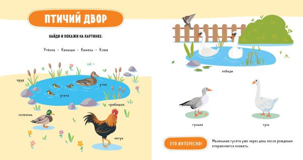 Главная книга малыша. Домашние животные. — изображение 3