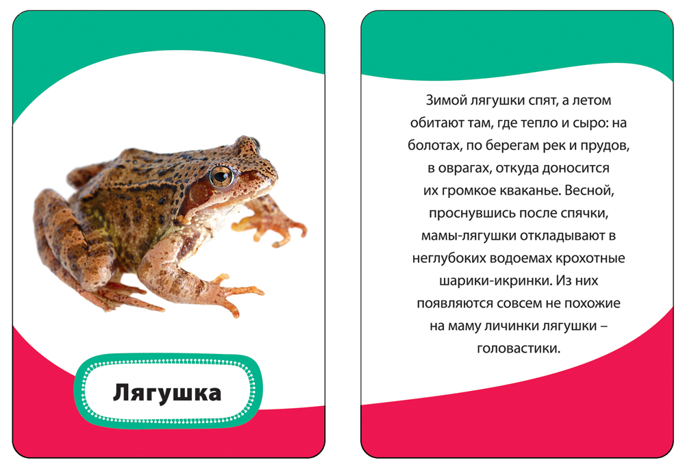 Развивающие карточки 3+. Мамы и малыши. Умные карточки — изображение 2