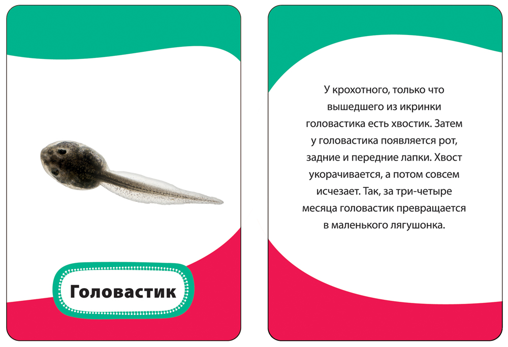 Развивающие карточки 3+. Мамы и малыши. Умные карточки — изображение 3