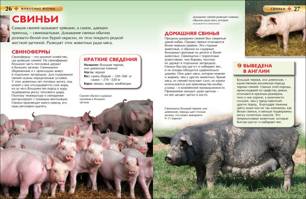 Животные фермы. Детская энциклопедия. — изображение 2
