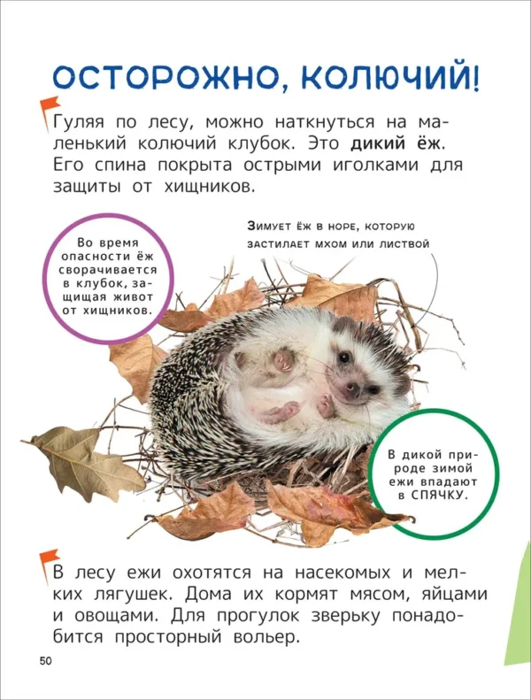 Домашние любимцы. Энциклопедия для первого чтения с крупными буквами. — изображение 8