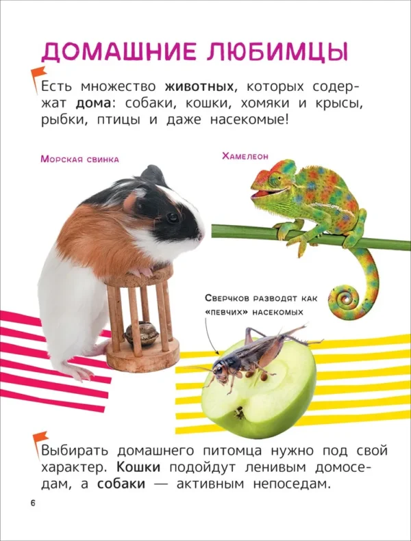 Домашние любимцы. Энциклопедия для первого чтения с крупными буквами. — изображение 4
