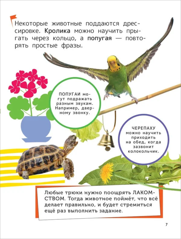 Домашние любимцы. Энциклопедия для первого чтения с крупными буквами. — изображение 5