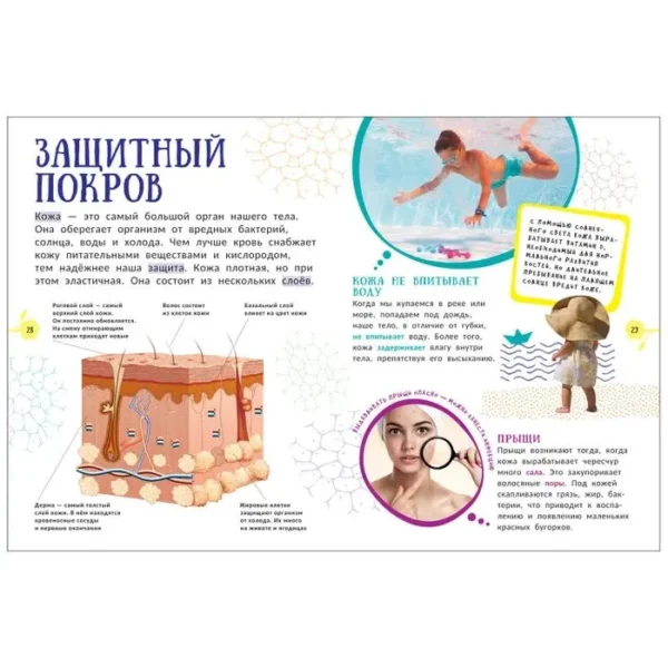 Человек. Гигантская энциклопедия. — изображение 5