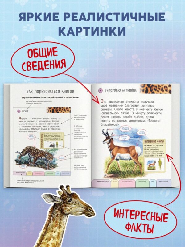 Все животные с крупными буквами. — изображение 3